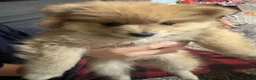 Pomeranian dogs for sale: Pomeranian Puppy 1 - Ad 3