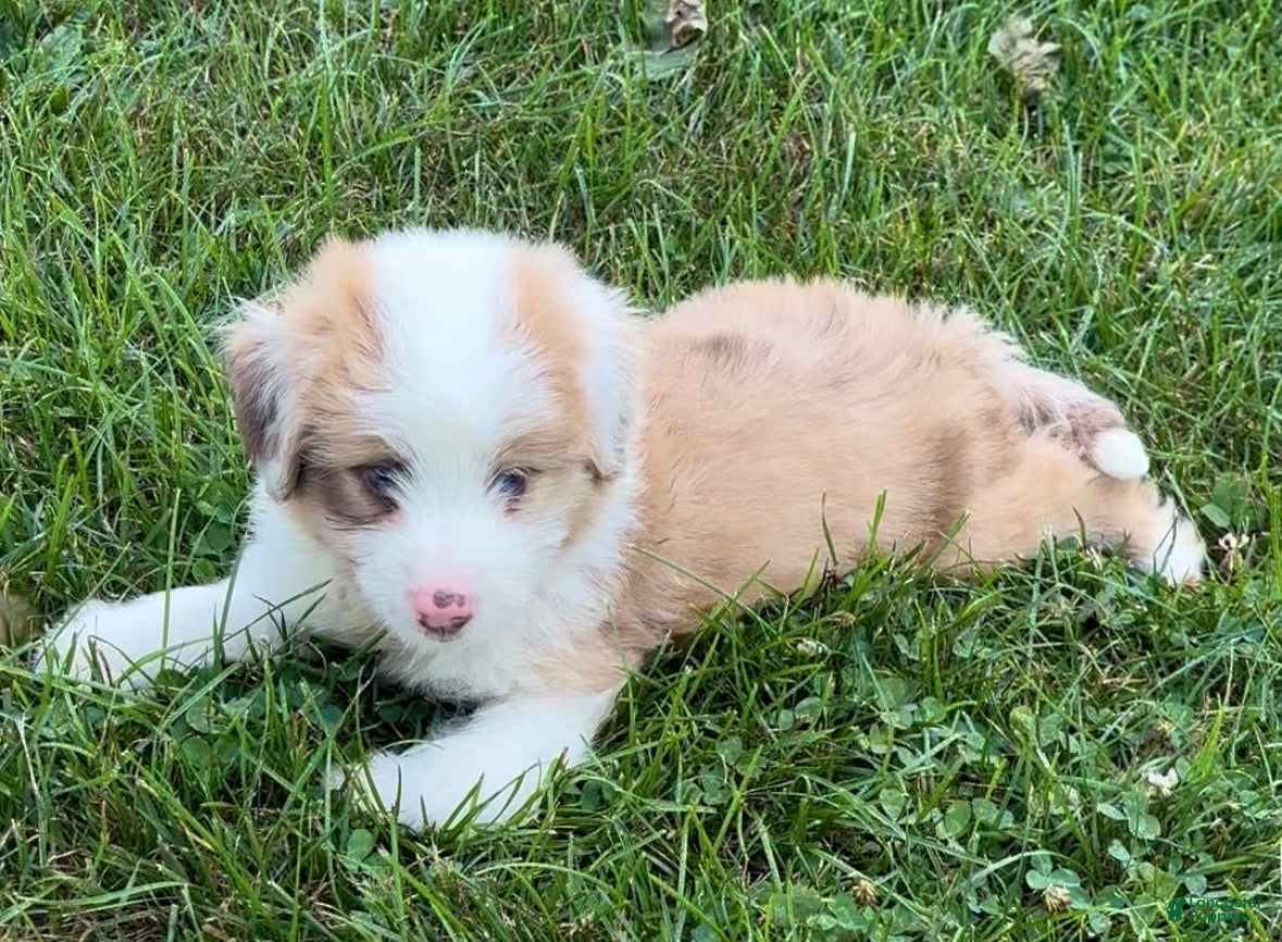 Mini Aussiedoodle dogs Jack - Ad 2