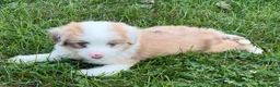 Mini Aussiedoodle dogs for sale: Jack - Ad 2