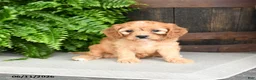 Cavapoo dogs for sale: Rose  - Ad 5