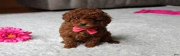 Toy Poodle dogs for sale: Mia - Ad 24