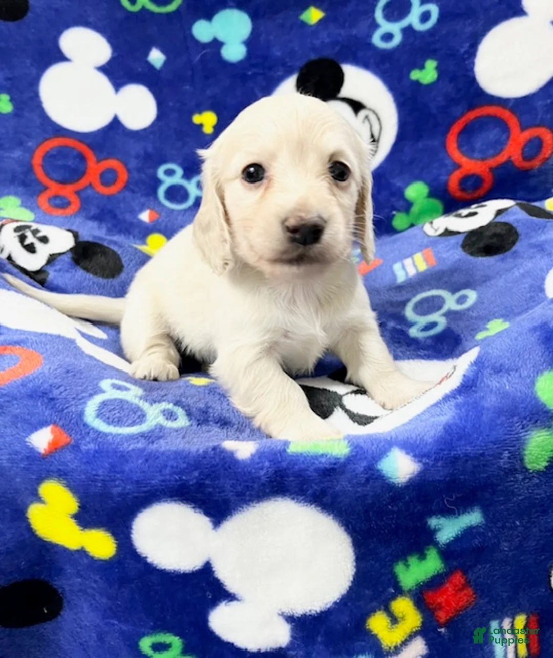 Miniature Dachshund dogs for sale: Miniature Dachshund 1 - Ad 2