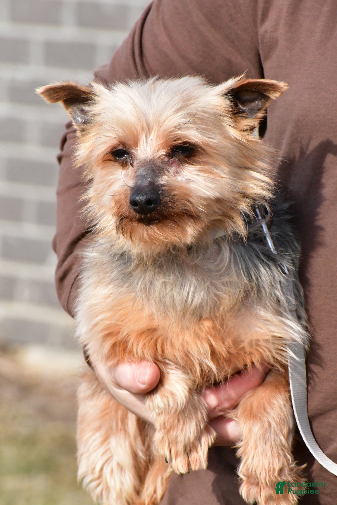 Morkie dogs for sale: Suzi - Ad 10