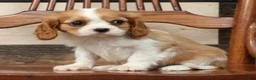 Cavalier King Charles Spaniel dogs for sale: Patrick - Ad 6