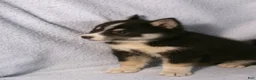 Pomsky dogs for sale: Patsy - Ad 5