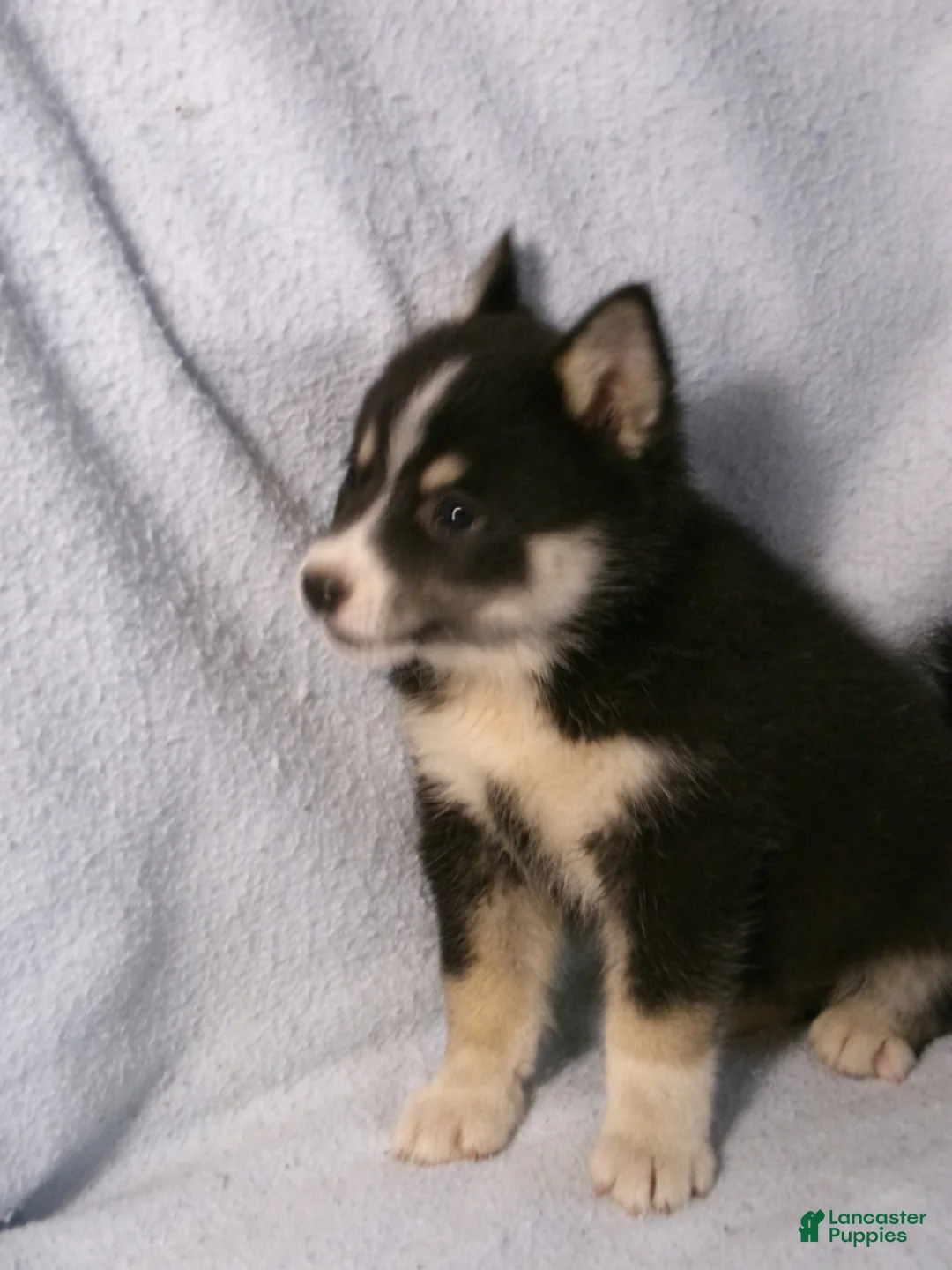 Pomsky dogs for sale: Patsy - Ad 5