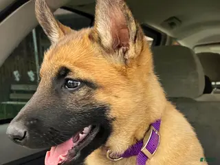 Belgian Malinois dogs Belgian Malinois Puppy Female (F2) - Ad 1