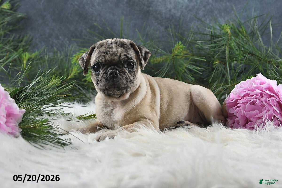 Pug dogs Gracelyn - Ad 2