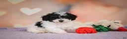 Maltipoo dogs for sale: Archie - Ad 6