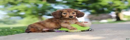 Miniature Dachshund dogs for sale: Pocahontas - Ad 8