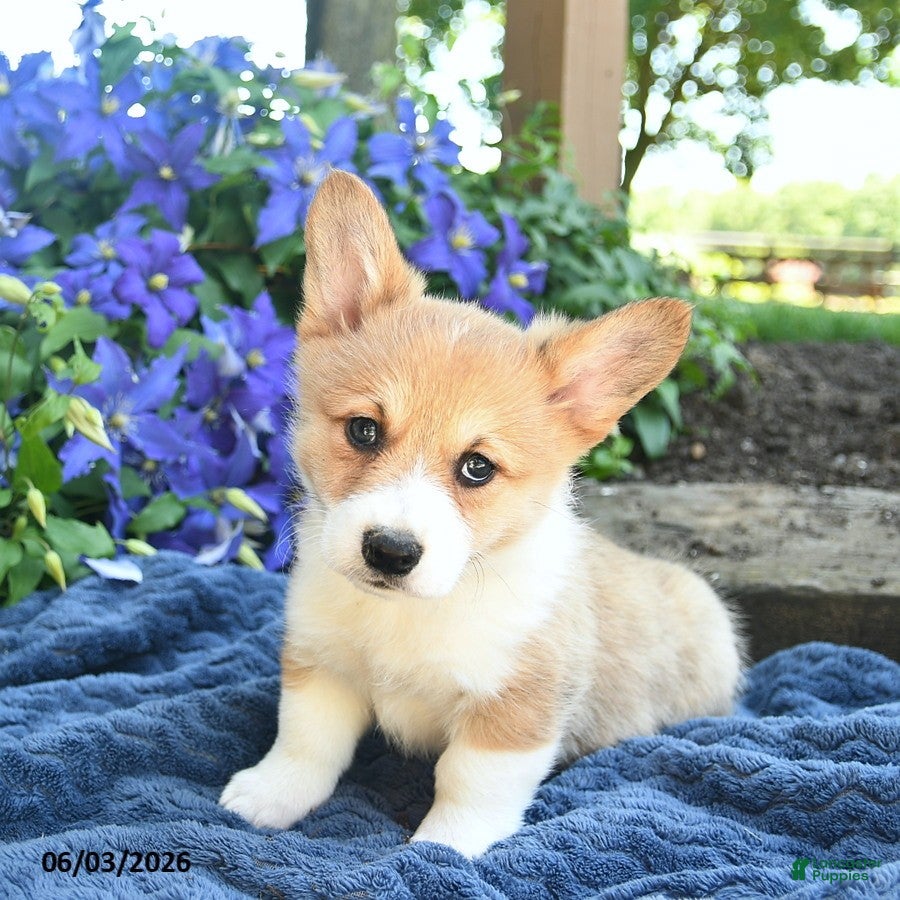 Welsh Corgi Pembroke dogs for sale: Ruby  - Ad 1