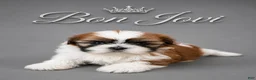 Shih Tzu dogs for sale: Bon Jovi  - Ad 10