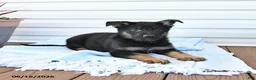 German Shepherd dogs for sale: Cowboy - Ad 3