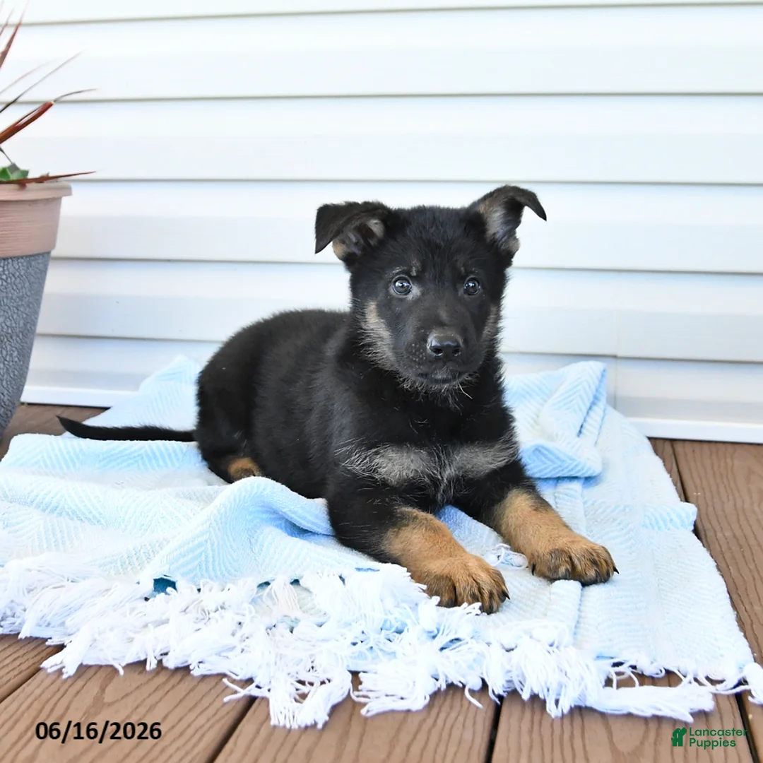 German Shepherd dogs for sale: Cowboy - Ad 3