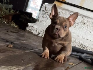 American Bully dogs - Ad 34