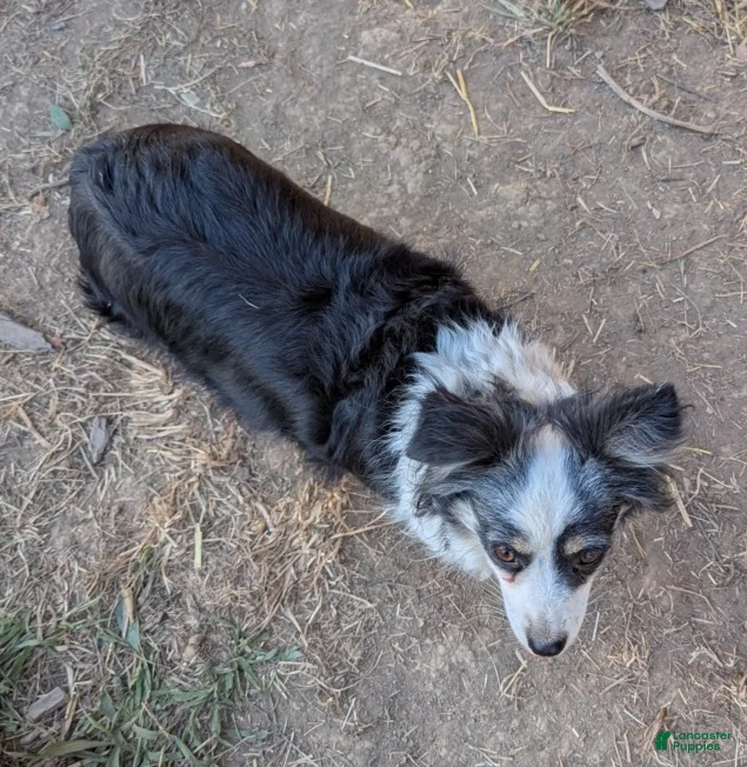 Australian Shepherd dogs for sale: NESSIE - Ad 3