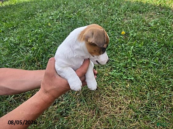 Jack Russell Terrier dogs Daisy - Ad 1