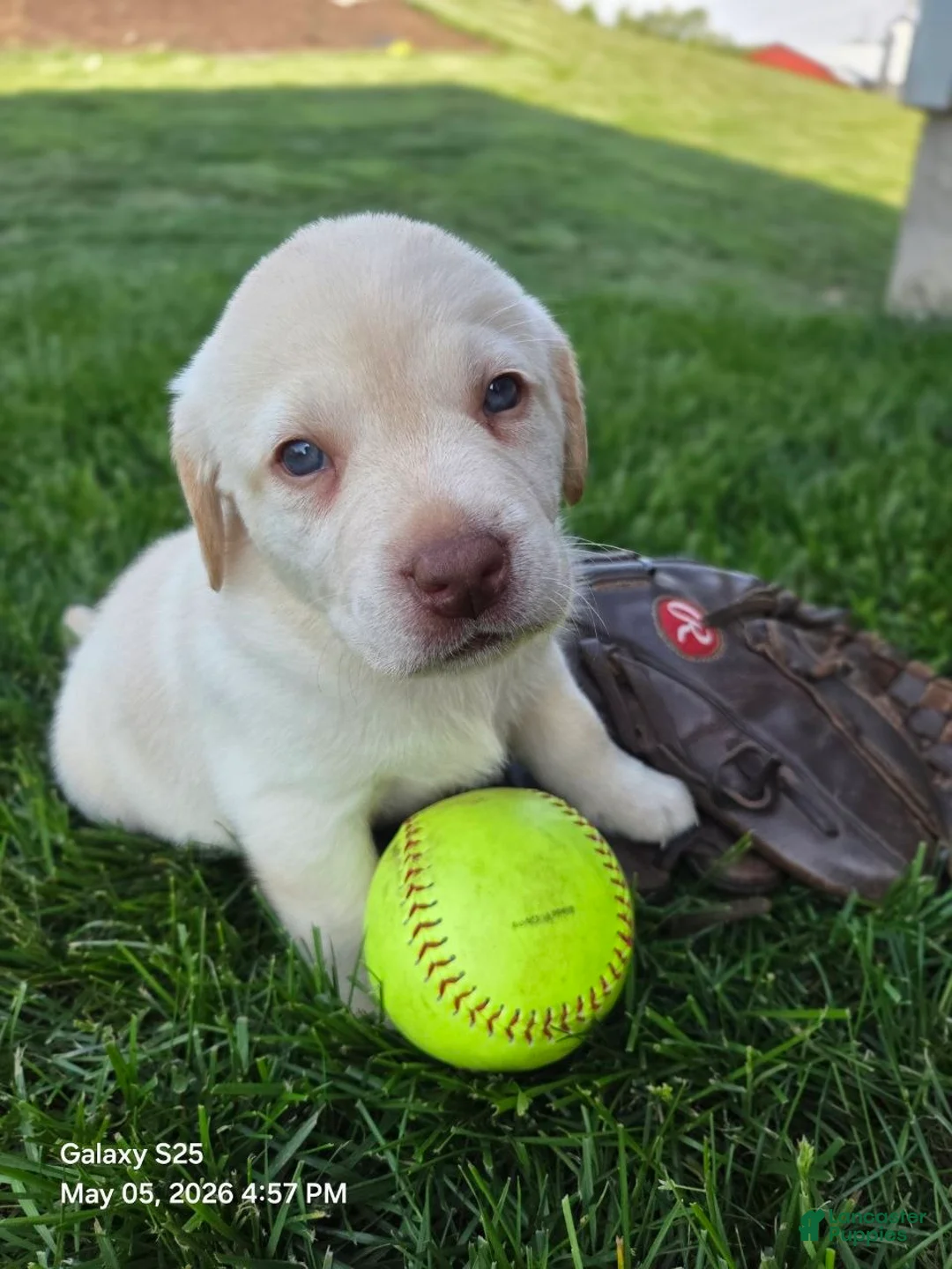 Labrador Retriever dogs for sale: Angel - Ad 1