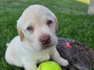Labrador Retriever dogs for sale: Angel - Ad 3