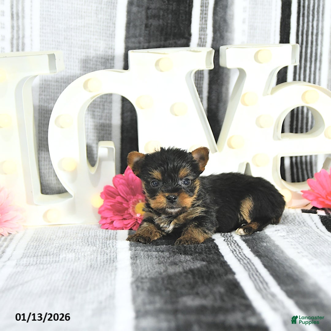 Yorkshire Terrier dogs for sale: Jax - Ad 4