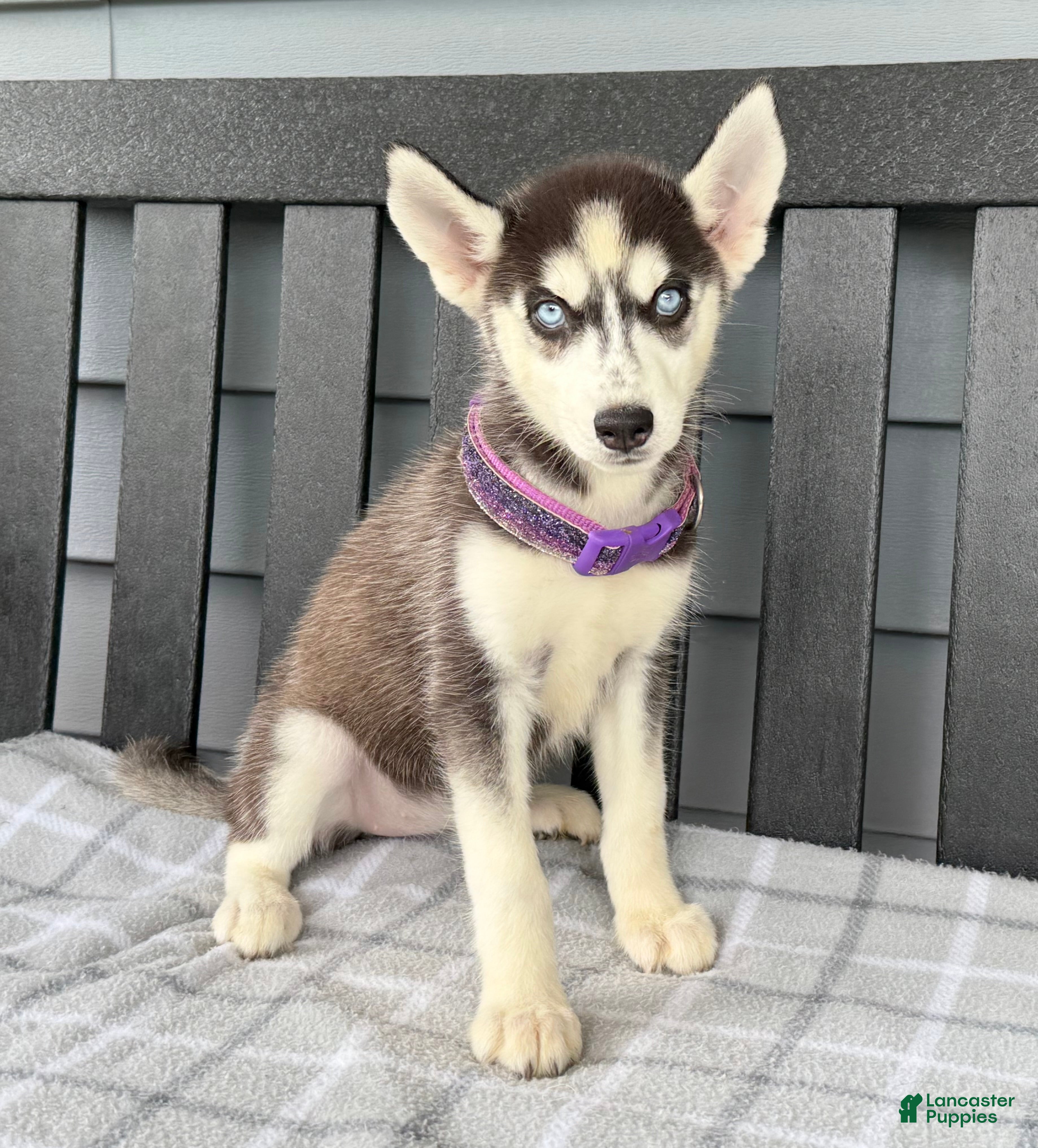 DUSTY HUSKY 1st YxKxLページ Mr.Z&JXK 1/6 Siberian Husky 2.0 Figure – Lana Time Shop