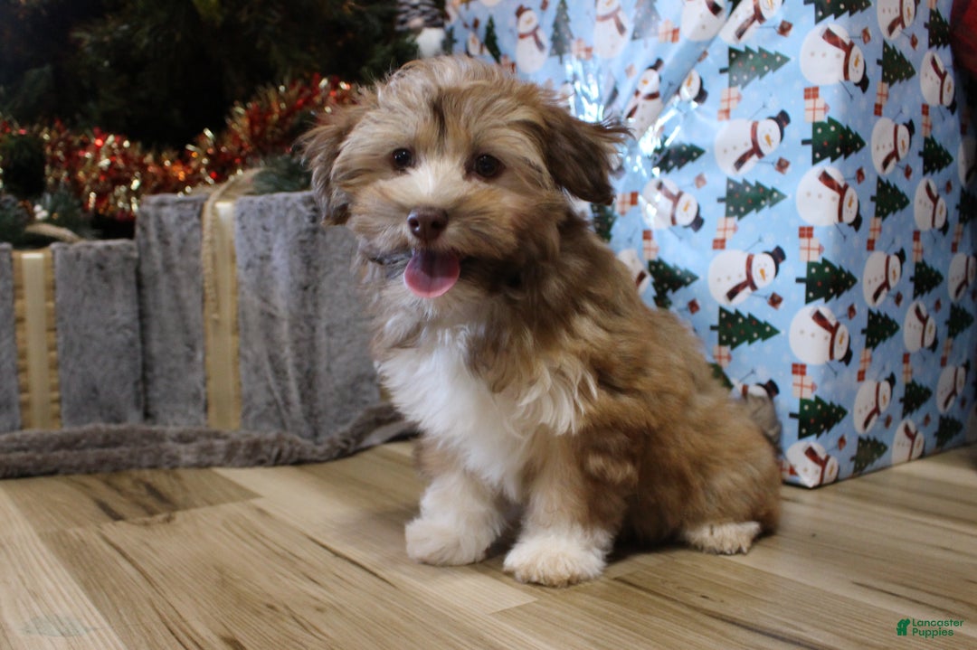 Havanese dogs for sale: CoCo - Ad 6