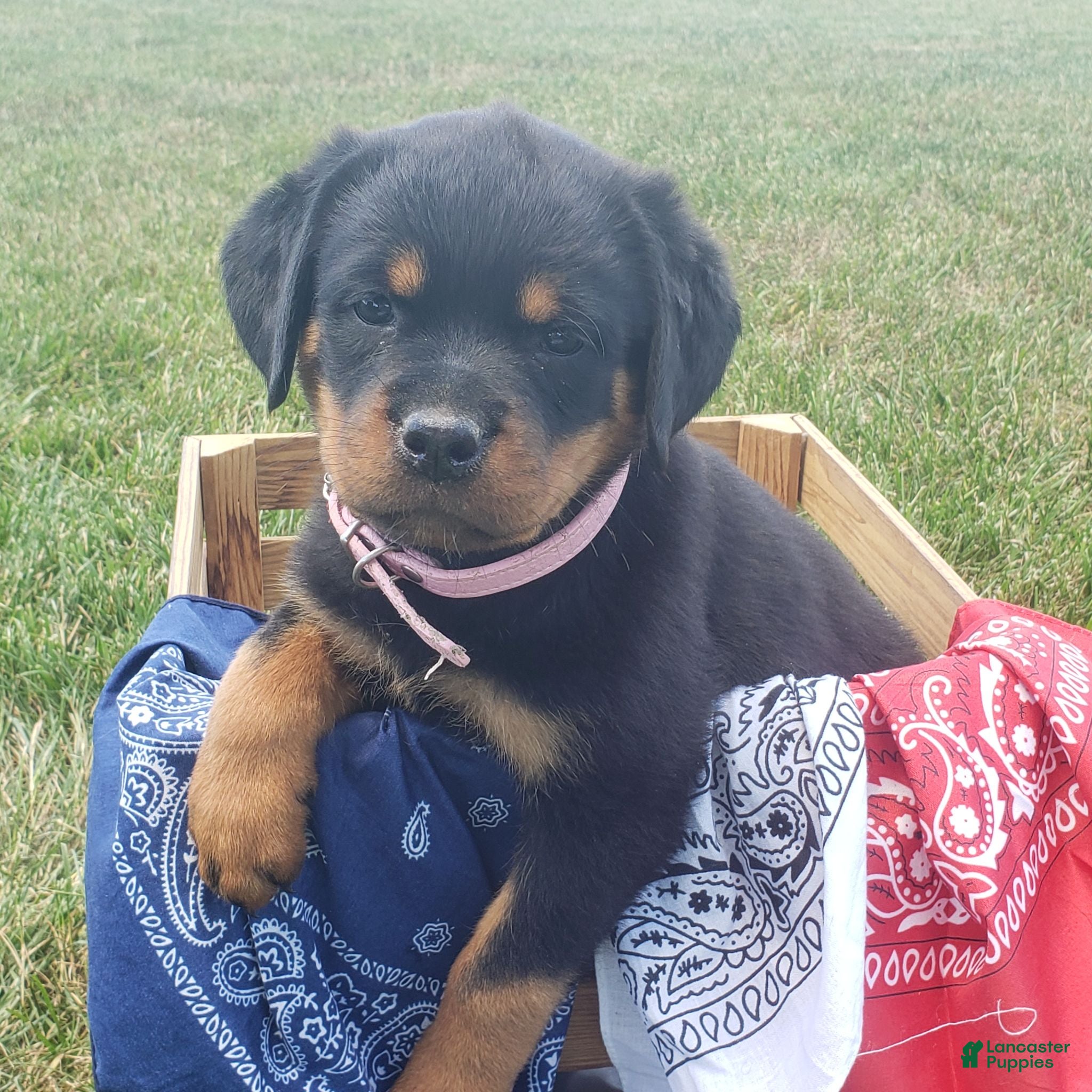 Rottweiler dogs Polly - Ad 1