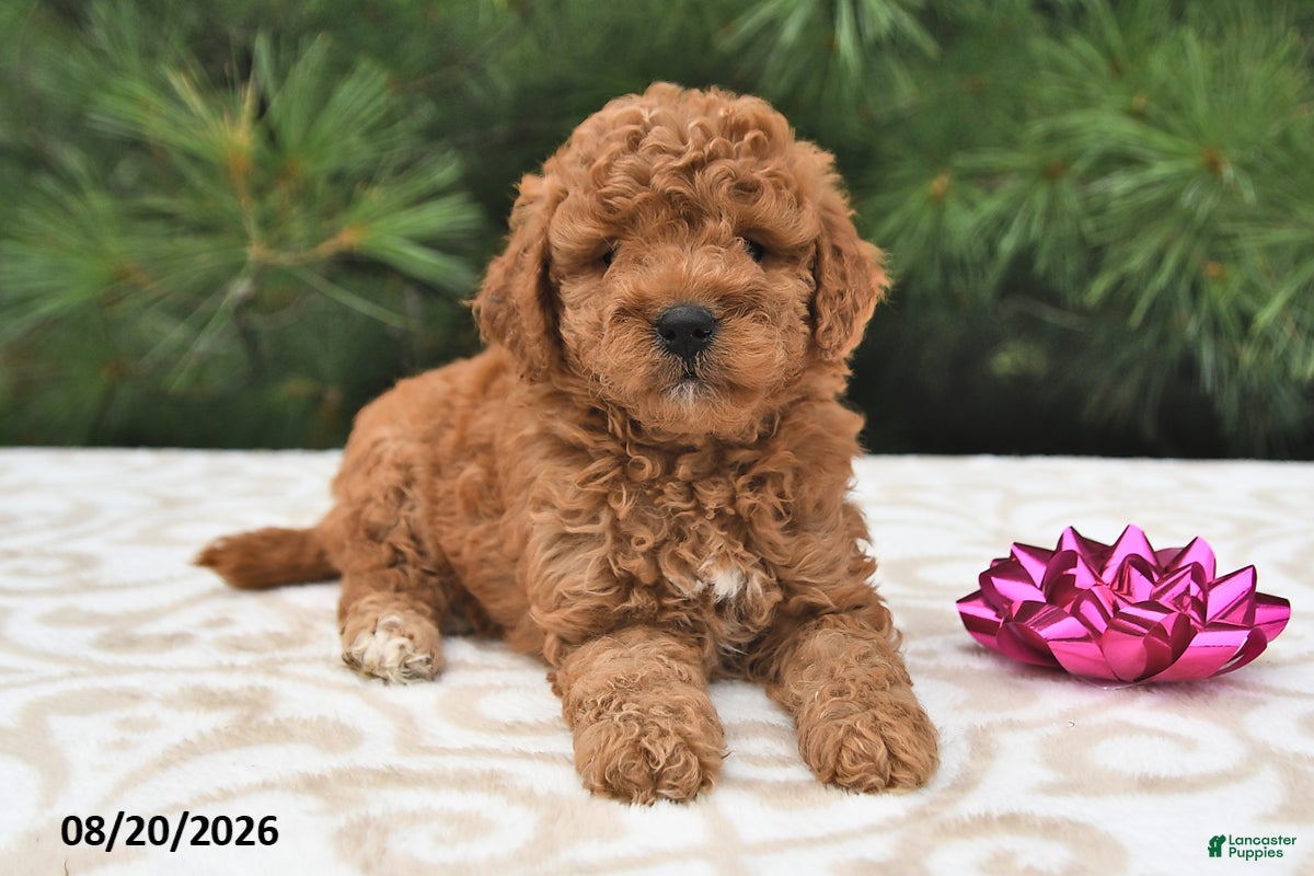 Mini Goldendoodle dogs Bella   - Ad 2