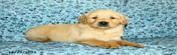 Golden Retriever dogs for sale: Hudson - Ad 2