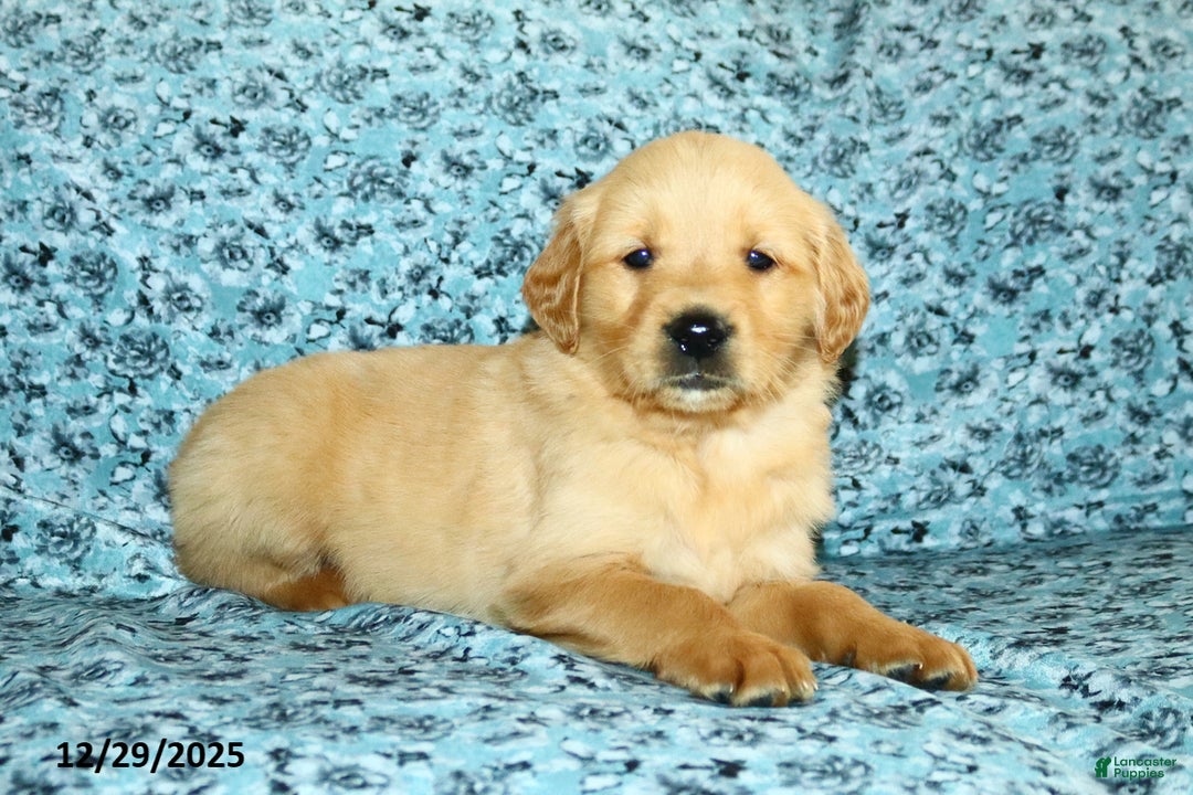 Golden Retriever dogs for sale: Hudson - Ad 2