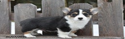 Welsh Corgi Pembroke dogs for sale: Donny - Ad 2
