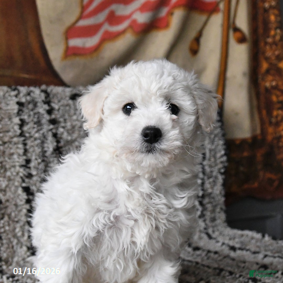 Bichon Frise dogs for sale: Freya - Ad 2