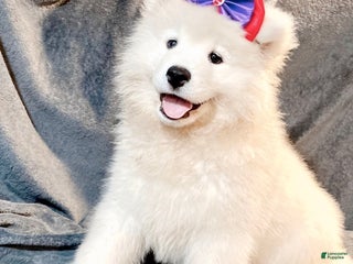 Samoyed dogs Lavie - Ad 5