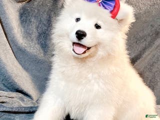 Samoyed dogs Lavie - Ad 1