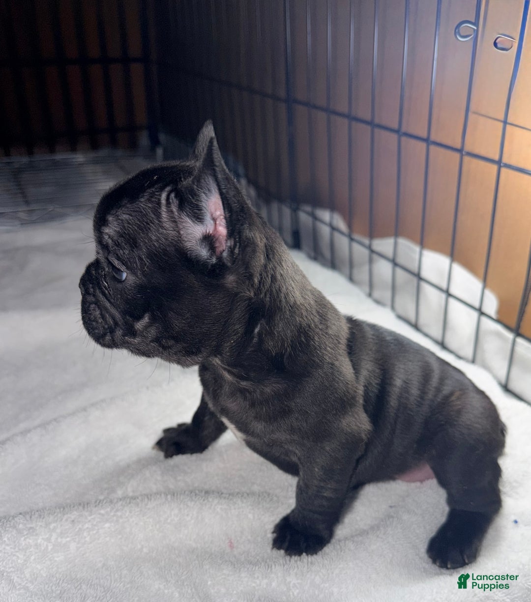 French Bulldog dogs for sale: Bear - Ad 2