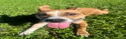 Mixed Breed dogs for sale: Mixed Breed 4 - Ad 2