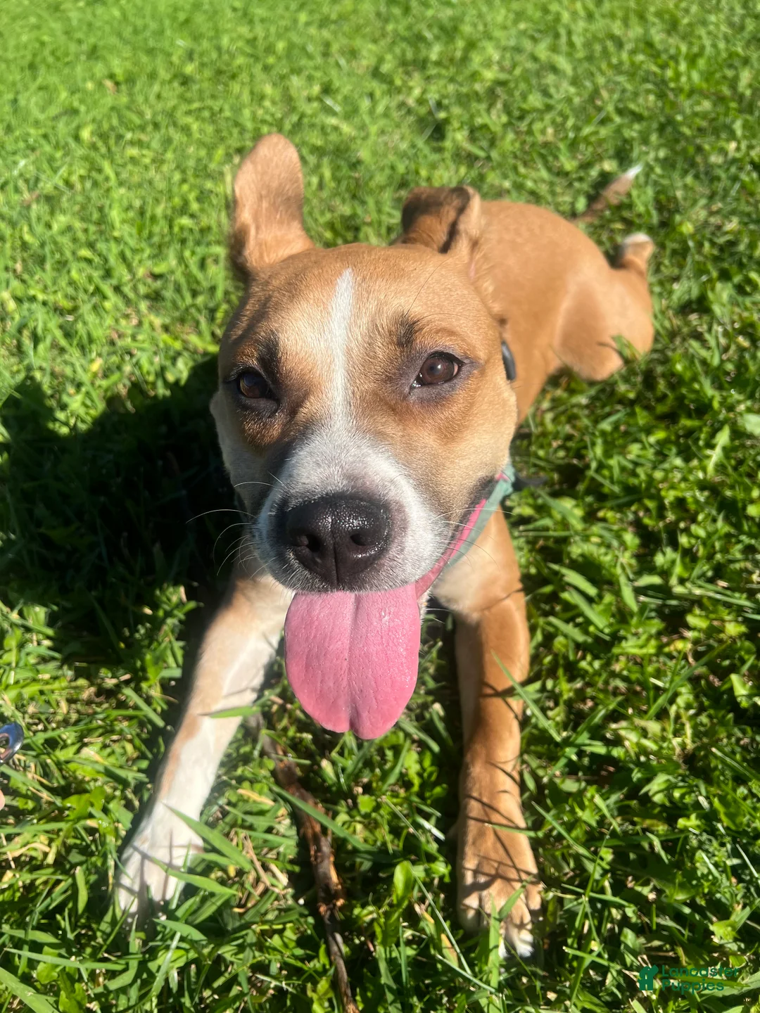 Mixed Breed dogs for sale: Mixed Breed 4 - Ad 2