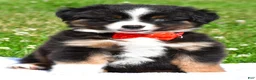 Miniature Australian Shepherd dogs for sale: Archer - Ad 3