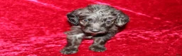 Doxiepoo dogs for sale: Doxiepoo Mia - Ad 7