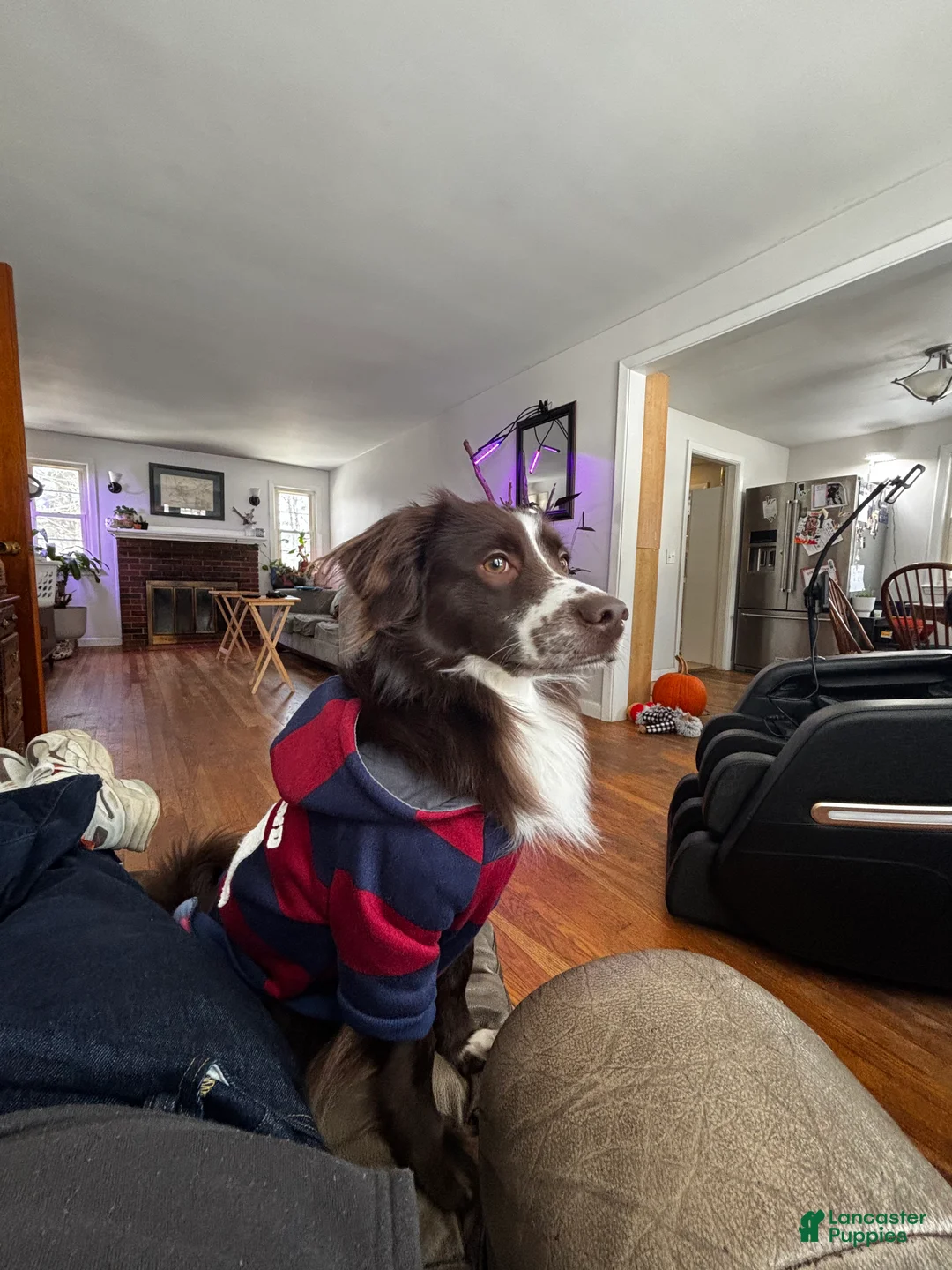 Mini Aussiedoodle dogs for stud: Freddy - Ad 3