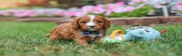 Cavapoo dogs for sale: Ace - Ad 1