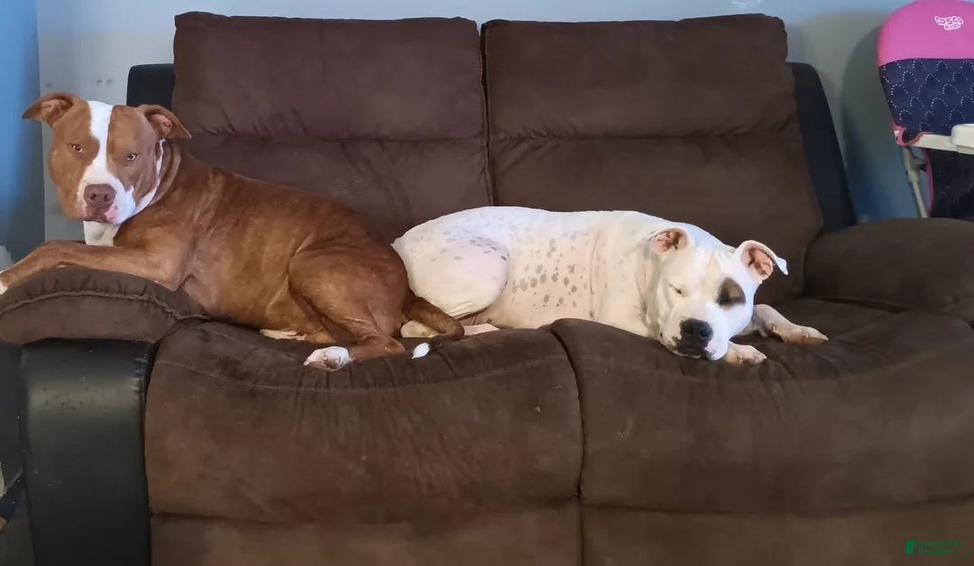 American Staffordshire Terrier dogs for sale: American Staffordshire Terrier 5 - Ad 6