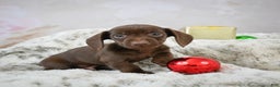 Miniature Dachshund dogs for sale: Rudolph  - Ad 2