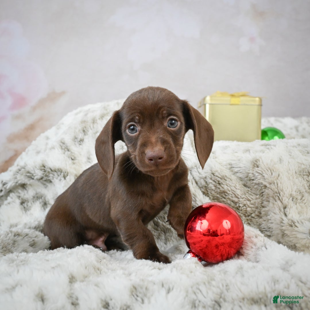 Miniature Dachshund dogs for sale: Rudolph  - Ad 2