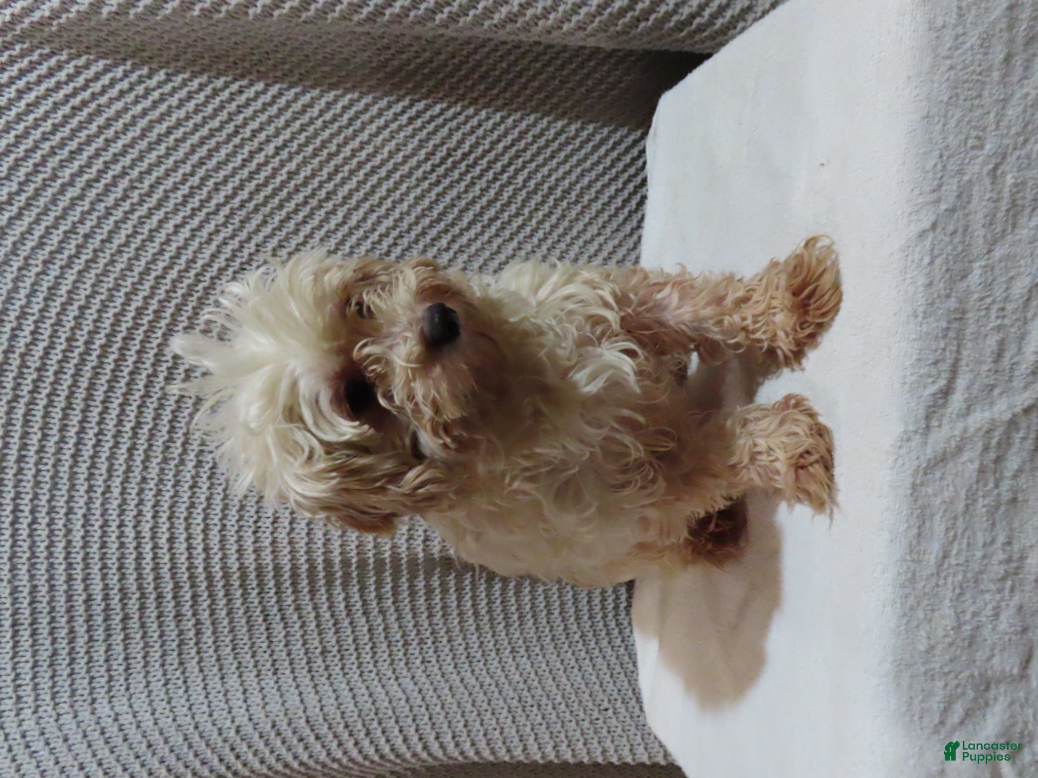 Toy Poodle dogs for sale: Billy - Ad 8