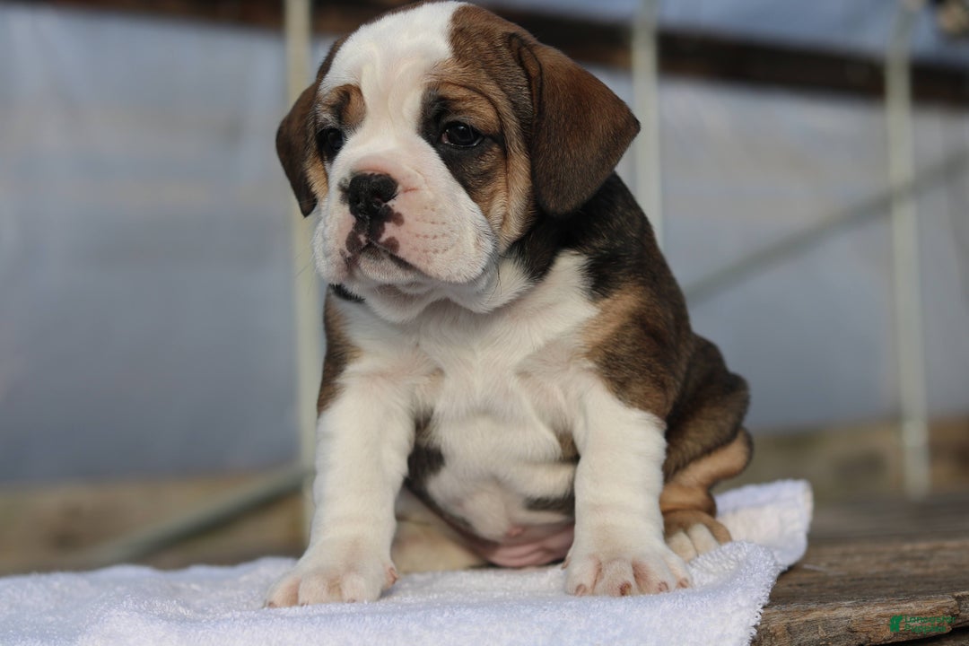 Mixed Breed dogs for sale: Sugar - Ad 3