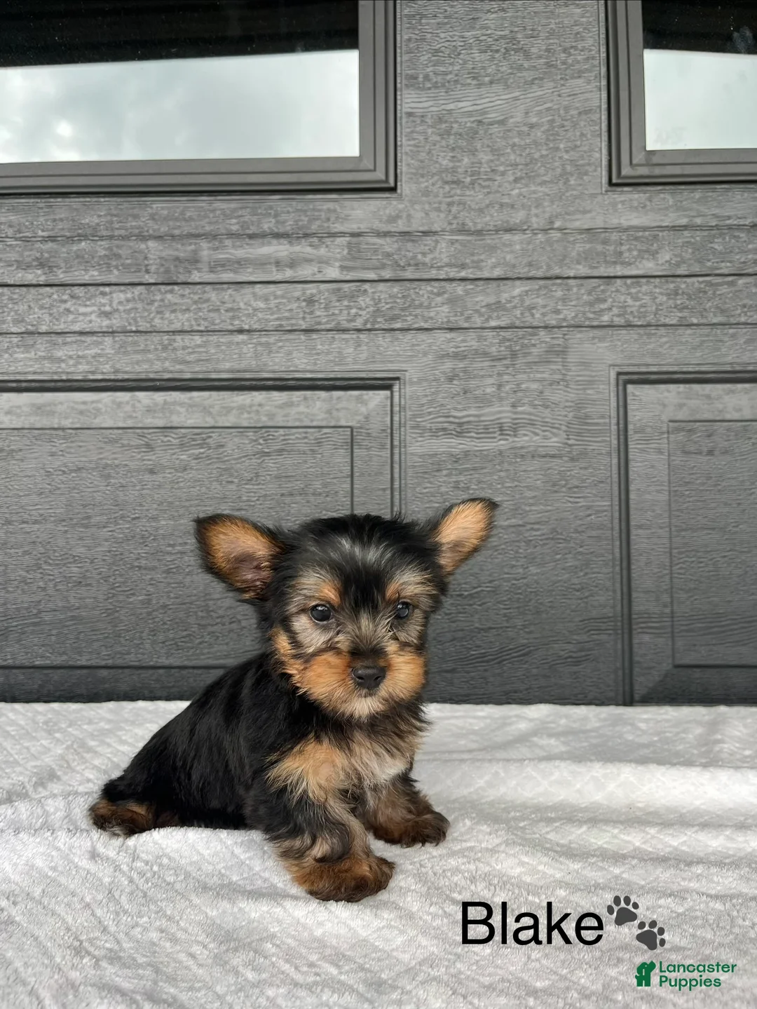 Yorkshire Terrier dogs for sale: Blake - Ad 4