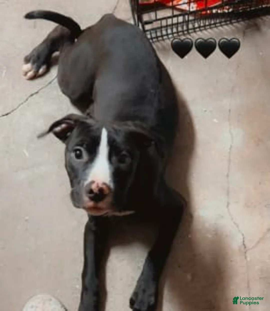 Gallery Image {{count}}