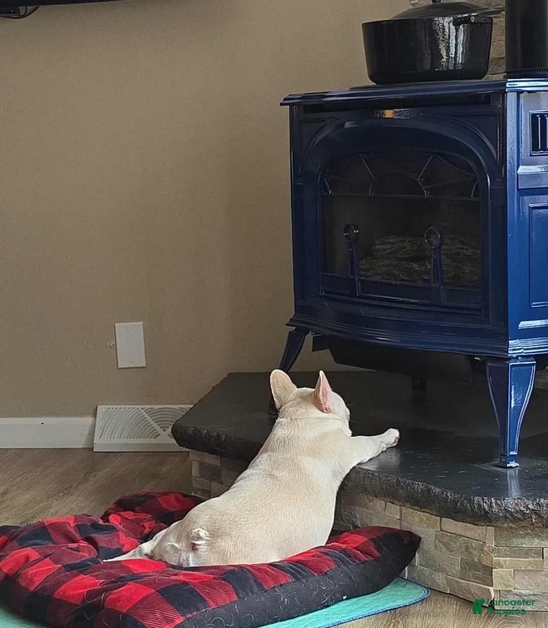 Gallery Image {{count}}