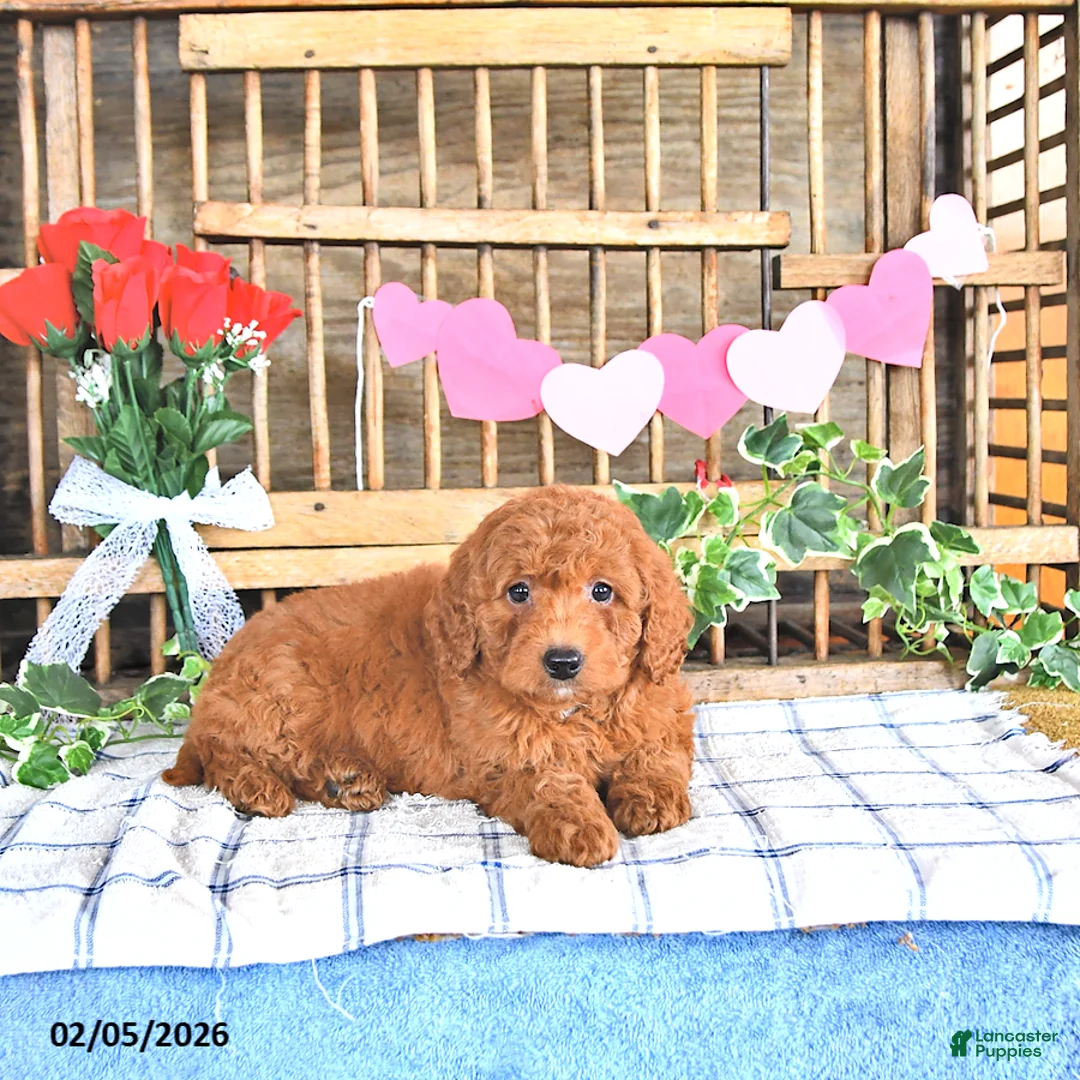 Mini Goldendoodle dogs for sale: Mia  - Ad 4